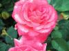 Die Balchik-Rose