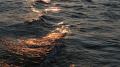 Unser Beiboot im Schlepptau, Wein damit geholt